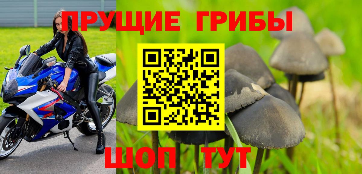 Королёв  Галлюциногенные грибы Psilocybine cubensis  Вход с VPN 